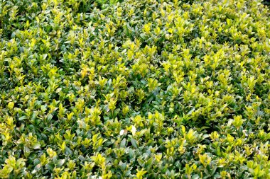 Taze boxwood 'un arka planında yeşil çit var. Boxwood duvarı doğal koşullarda. Mesajın için bir yer var. Seçici odaklanma. Parlak yeşil yaprak kutusuna yakın çekim.