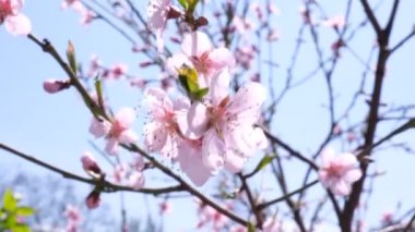 Bahar bahçesinde şeftali çiçeklerinin çiçek açması. Çiçekli şeftali ağaçları. Güzel şeftali çiçeği.