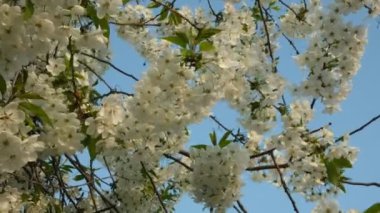 Bahar güneşinde mavi gökyüzü ile beyaz kiraz çiçekleri açar. Daldaki narin çiçekler. Doğal arka plan. Bahar uyanışının fikri. 4K video. Yakın plan..