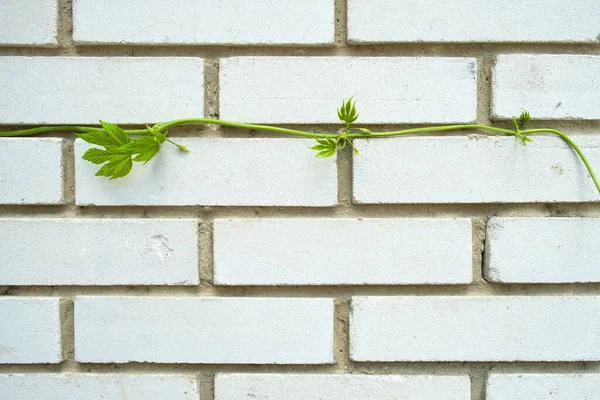 Green climber plant on dirty white brick wall for background and copy space.