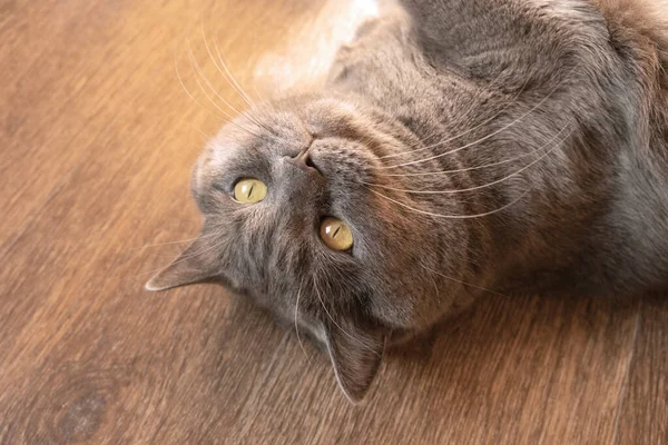 Eine Graue Britische Katze Liegt Auf Dem Boden Zimmer — Stockfoto