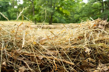 Yazın sonunda tarlada taze kesilmiş çimenler..