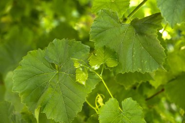 Yeşil arka planda yabani üzüm yaprakları.