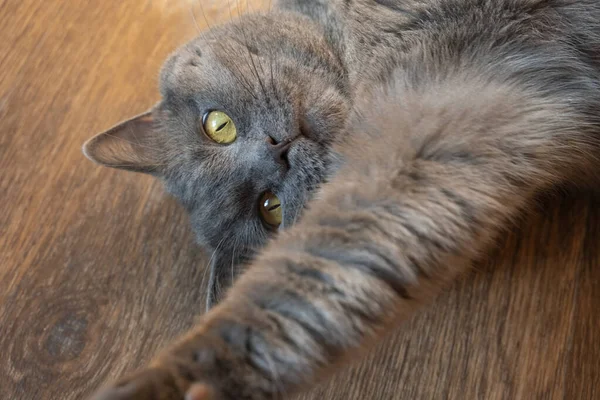Cute Fluffy Gray British Cat Lies Floor — Foto de Stock