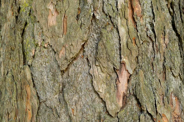 Bark Tree Texture Background Close — Stock Photo, Image