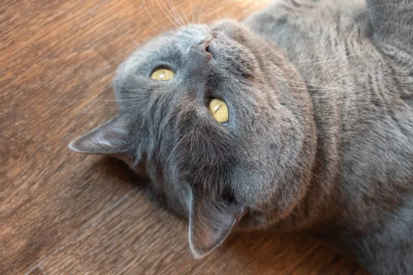 Grey Brown British Shorthair Cat Amber Yellow Eyes Laying Back — Stockfoto