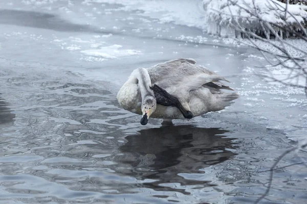 Молодий Лебідь Березі Замерзлої Річки Лебідь Поклав Лапу Йому Голову — стокове фото