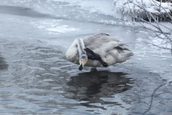 Mladá Labuť Březích Zamrzlé Řeky Labuť Přitiskla Tlapu Hlavě Mrazivý — Stock fotografie