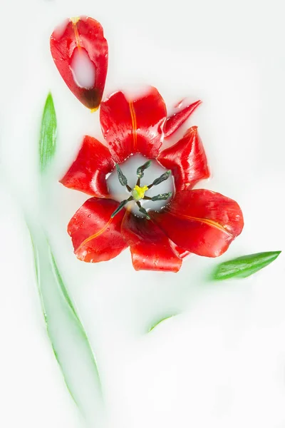 Tulipa Vermelha Leite Conceito Pureza Ternura Frescura Juventude Humor Verão — Fotografia de Stock