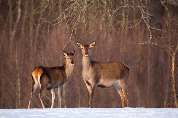 Dos Ciervos Rojos Están Debajo Árbol Día Invierno Soleado Bosque —  Fotos de Stock