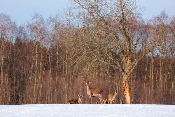 Petit Troupeau Cerfs Rouges Sous Arbre Jour Printemps Ensoleillé Forêt — Photo