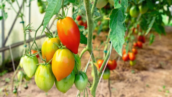 Ντομάτες Θερμοκήπιο Κόκκινες Ντομάτες Φυτρώνουν Ένα Κλαδί Ένα Πολυανθρακικό Θερμοκήπιο — Φωτογραφία Αρχείου