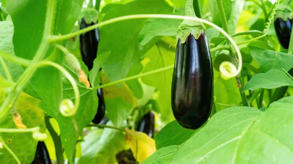 Fruits Mûrs Aubergine Grandes Aubergines Pourpres Sur Les Branches Serre — Photo