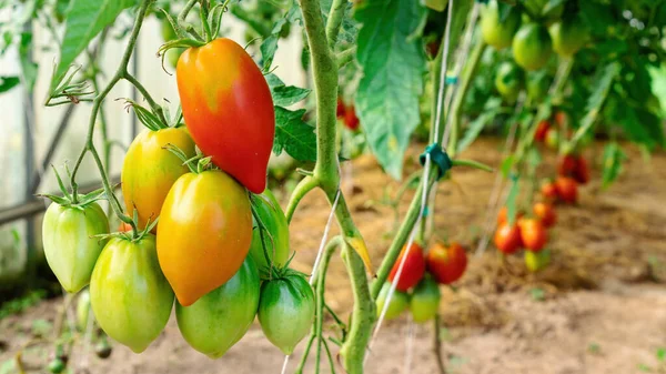 등급의 토마토가 폴리카보네이트 온실에서 자란다 위에서 유기농 토마토를 기르고 있습니다 — 스톡 사진