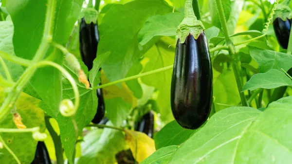 Ripe Eggplant Fruit Bush Close Copy Space Growing Organic Eggplants Royalty Free Stock Photos