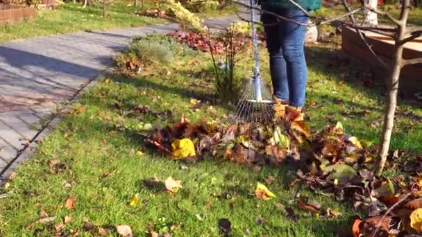 Samla höstlöv med kratta i trädgården. Trädgårdsmästare som krattar torra blad — Stockvideo