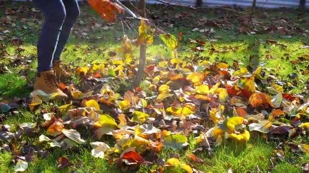 Впритул садівник грабує сухе листя в осінньому саду. Збираємо осіннє листя — стокове відео