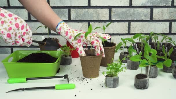 텃밭의 연장을 사용하여 이탄 단지에 옮겨 심는 어린 채소들. — 비디오