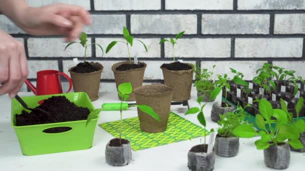 Piantine vegetali giovani trapiantate in vasi di torba con attrezzi da giardino. — Video Stock