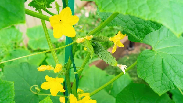 Las Flores Ovario Del Pepino Sobre Enrejado Acercan Cultivar Pepinos — Foto de Stock