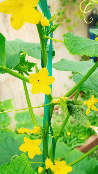 Growing cucumbers on a support in raised beds. The parthenocarpic cucumber has multiple yellow flowers. Growing gherkins in the open field without greenhouse.