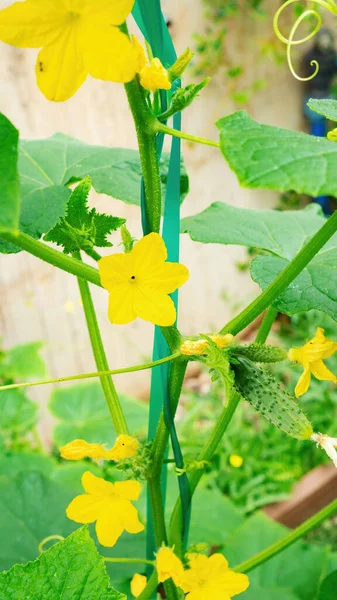 Growing Cucumbers Support Raised Beds Parthenocarpic Cucumber Has Multiple Yellow Royalty Free Stock Images