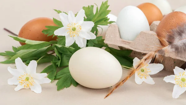 Fleurs Forestières Anémone Dans Une Composition Avec Des Œufs Poulet — Photo