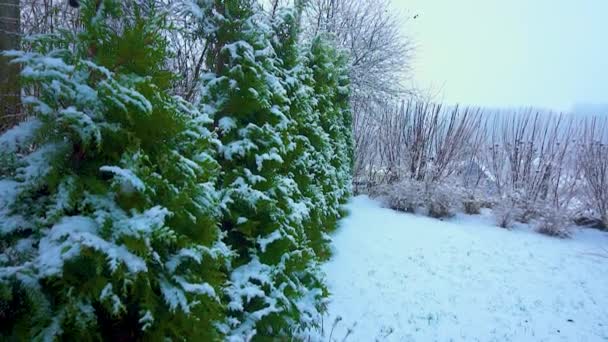 Schneebedeckte Zweige von Nadelbäumen unter Schneefall. Tannenbäume im Schnee bei ruhigem Wetter an einem Wintertag. — Stockvideo