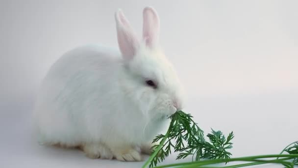 Білий домашній кролик їсть моркву. корм для тварин. Ком для домашньої тварини. вегетаріанське меню . — стокове відео