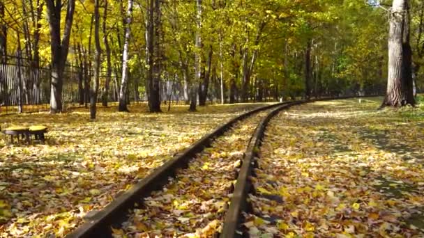 Narrow gauge railway between trees covered with yellow autumn leaves — Video Stock