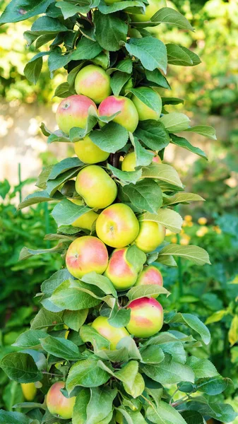 Columnar apple tree in the orchard. Plenty of ripe apples on one trunk of a columnar apple tree. Rich apple harvest. An apple tree with no side branches.