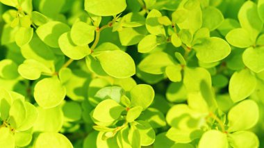 Thunberg Barberry Aurea Nana makro fotoğrafçılık. Küçük sarı kaya böğürtlen yaprakları. Cüce bitki çeşitliliği. Yakın plan..
