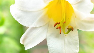 Regale lily flower macro photography. A detailed photo of an oriental lily inflorescence. Fragrant yellow garden flower close-up on a green background.