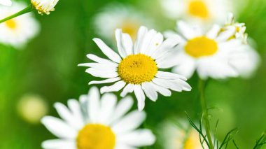 Yeşil arka plan makro fotoğrafında beyaz eczane papatyası. Erkeklerle papatya tohumu cilt bakımı botanik fotoğrafçılığı.