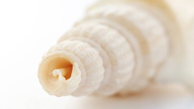 Sıkıcı taret salyangozu makro fotoğrafçılığı kapatıyor. Çarpık deniz tarağı kabuğu beyaz arka planda izole edilmiş. Tropikal bir ülkede turizm ve eğlence kavramı.