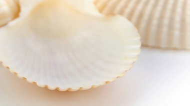 Clam shell bay scallop macro photography for cosmetic and pharmaceutical advertising podium. Seashells close up background with copy space.