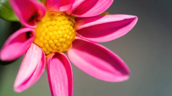 ดาเล ชมพ ดอกไม การถ ายภาพแมกโคร Stamens เหล ดอกเดซ ชมพ ใกล — ภาพถ่ายสต็อก