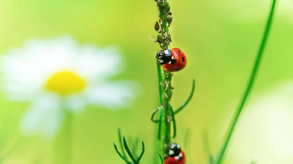 Biedronki Jedzą Mszyce Łodydze Rośliny Wysokiej Rozdzielczości Makro Fotografii Biologiczne — Zdjęcie stockowe