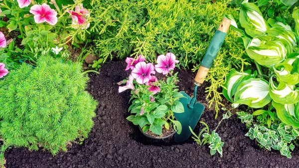 Planting Garden Flowers Concept Planting Seedlings Annual Flowers Soil Pink — Stock Photo, Image