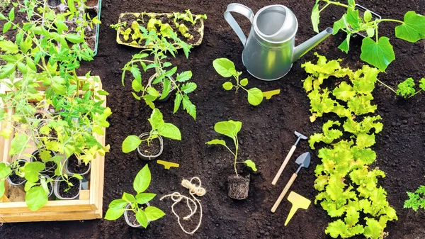 Planting vegetable seedlings in garden beds with black soil. Planting eggplant, tomato and pepper seedlings in open ground in spring with garden tools. Sprouts in wooden crate.