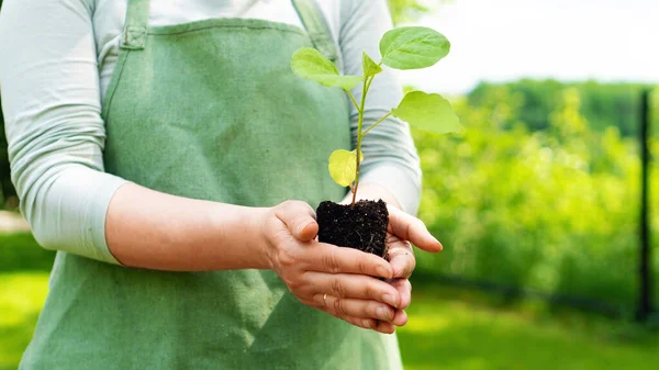 Germen Rădăcini Mâinile Grădinarului Conceptul Dezvoltare Durabilă Agriculturii Ecologice Parcelelor — Fotografie, imagine de stoc