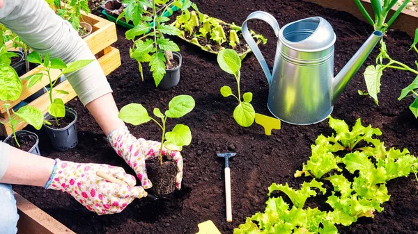 Growing Vegetable Crops Wooden Raised Beds Spring Season Personal Farm Stock Photo