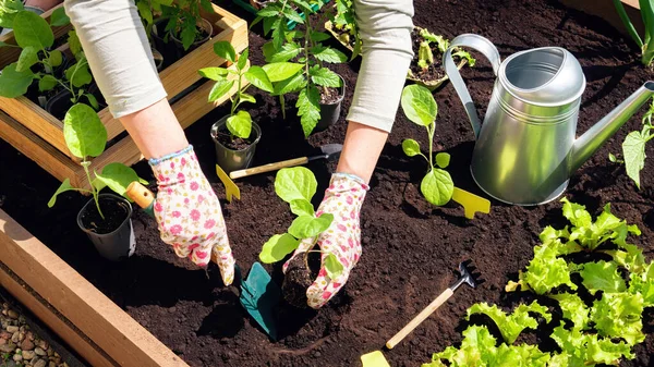 Transplanting Vegetable Seedlings Black Soil Raised Beds Growing Organic Plants Stock Picture