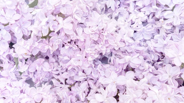 パステルライラックの花の背景 結婚式のコンセプトのためのライラックとラベンダーの色で繊細なロマンチックな花の背景 — ストック写真
