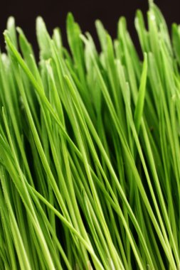 bir yağmur sonra çim kapatmak