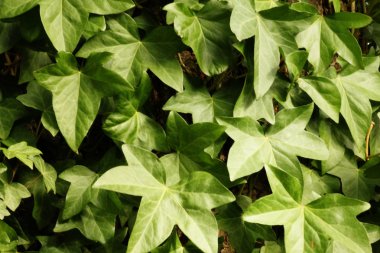 bir duvarda büyüyen İngiliz sarmaşık