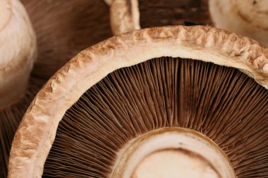 cierran Hongos Portobello