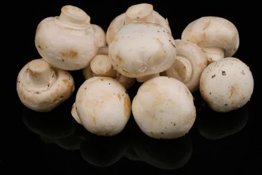 Beyaz düğme mantar