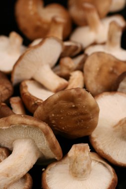 shiitake mantarları