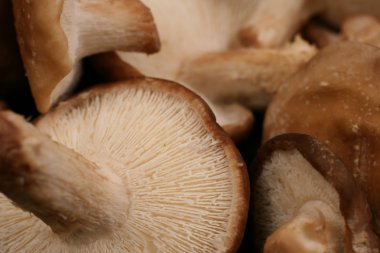 shiitake mantarları